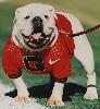 BIGDAWG